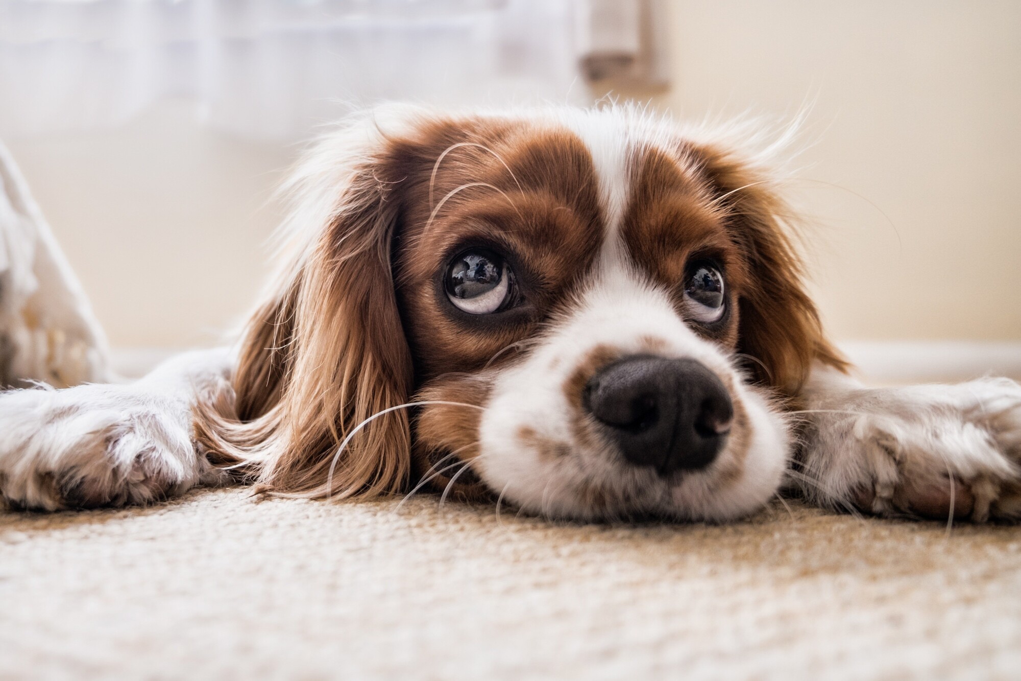 Should I Allow Pets in a Rental Property?